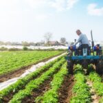 Home 3 A man in a light-blue long-sleeve shirt is riding a small blue tractor through a small field of planted produce.