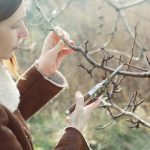 A person wearing a brown jacket and using a small pair of garden shears to prune a tree outside during the daytime.