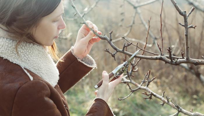Home 17 A person wearing a brown jacket and using a small pair of garden shears to prune a tree outside during the daytime.