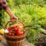 A person in a garden, setting a woven basket full of assorted vegetables like onions and peppers on a wooden bench.