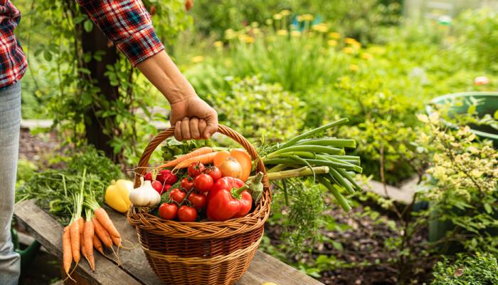 Home 17 A person in a garden, setting a woven basket full of assorted vegetables like onions and peppers on a wooden bench.