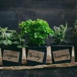Five potted fresh herbs labeled basil, oregano, parsley, rosemary, and thyme lined up on a rustic wooden surface.