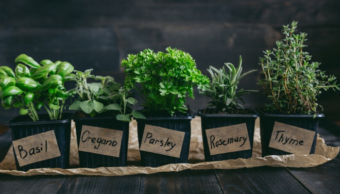 Five potted fresh herbs labeled basil, oregano, parsley, rosemary, and thyme lined up on a rustic wooden surface.
